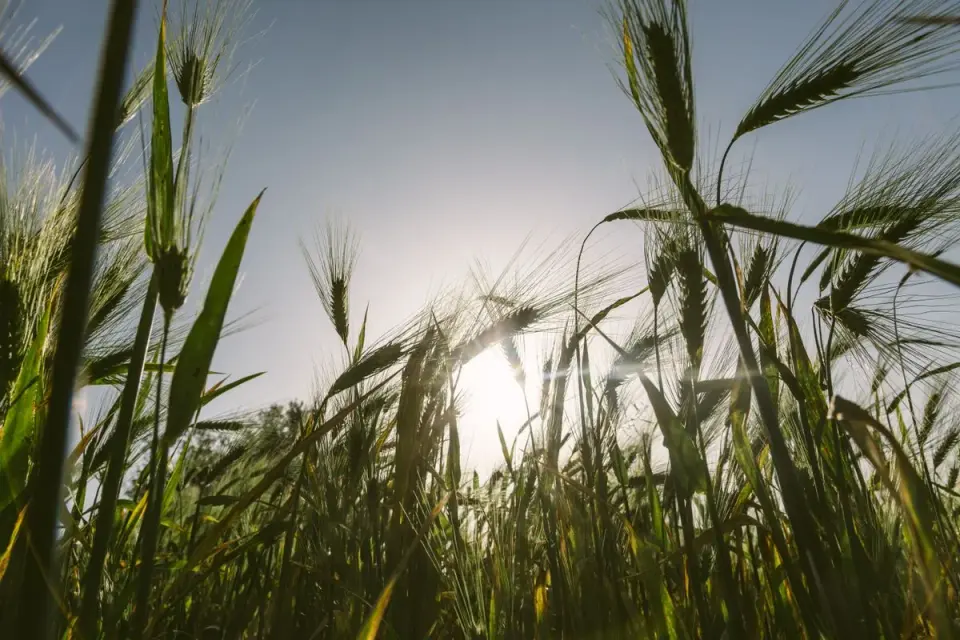 Sunlight streaming through a lush wheat field in Yeri, capturing the beauty of nature. - Photo…