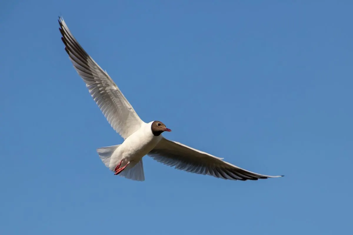 A black-headed gull gracefully flying against a clear blue sky. - Photo by Phil Mitchell on Pexels