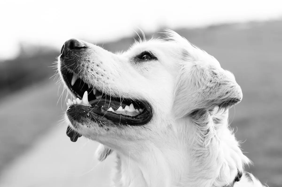 Black and white portrait of a smiling golden retriever outdoors. - Photo by Pixabay on Pexels