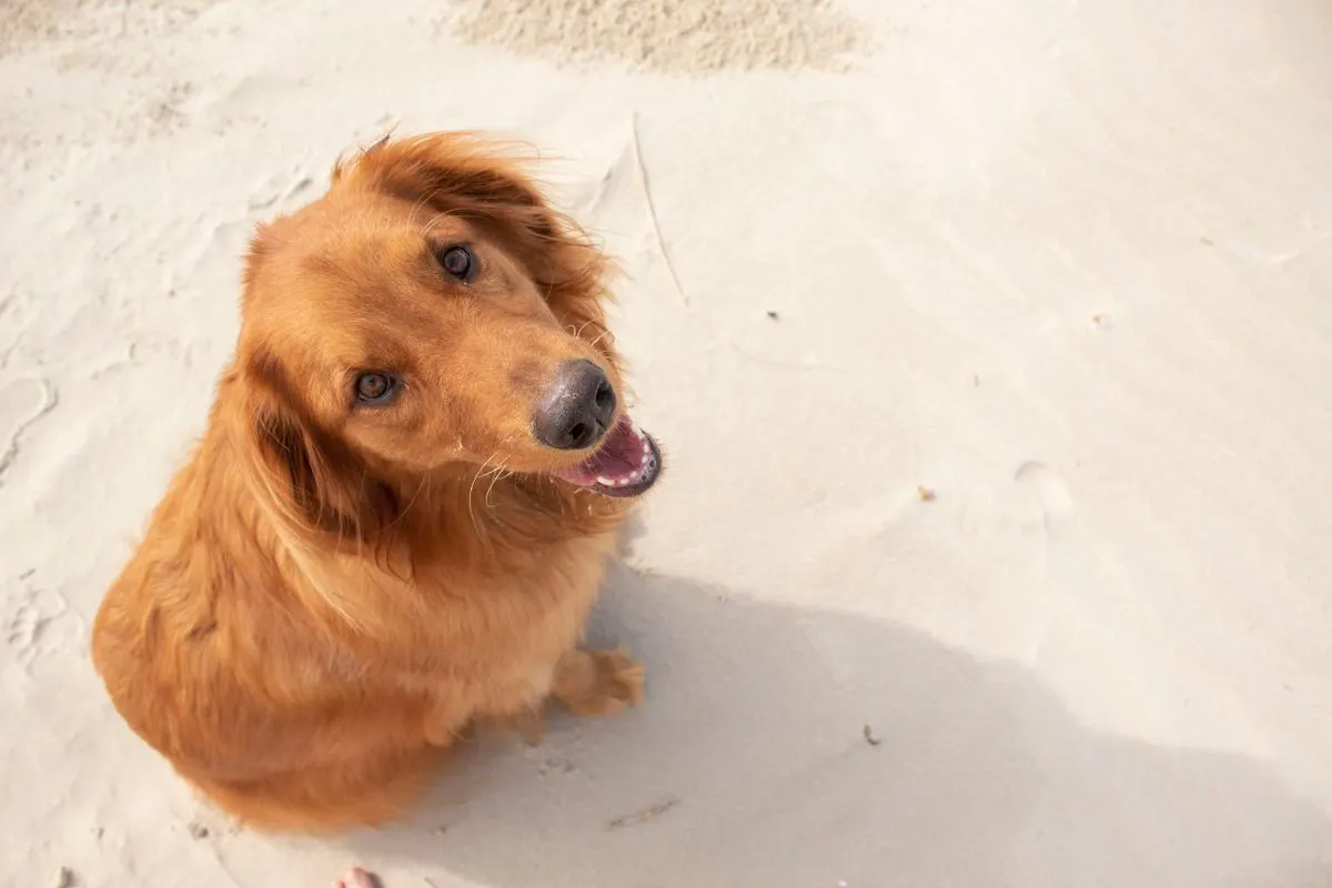 A friendly golden retriever sits happily on a sandy beach looking up. - Photo by Nicole Morás on…