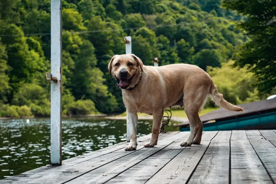 Labrador Retriever standing on a wooden dock near a scenic lake surrounded by lush greenery. -…