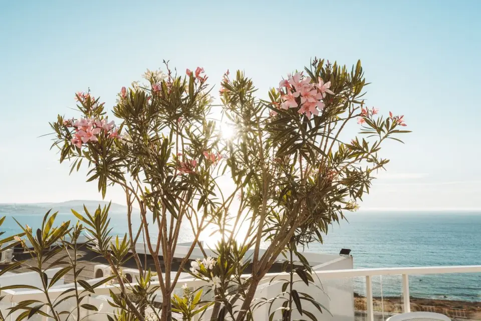 Oleander flowers with ocean view in Tangier, Morocco. Sunlight peeks through foliage. - Photo by…
