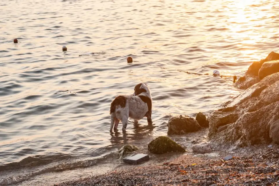 Dog stands by the shore during a stunning autumn sunset in Foça, İzmir, Turkey. - Photo by Doğan…
