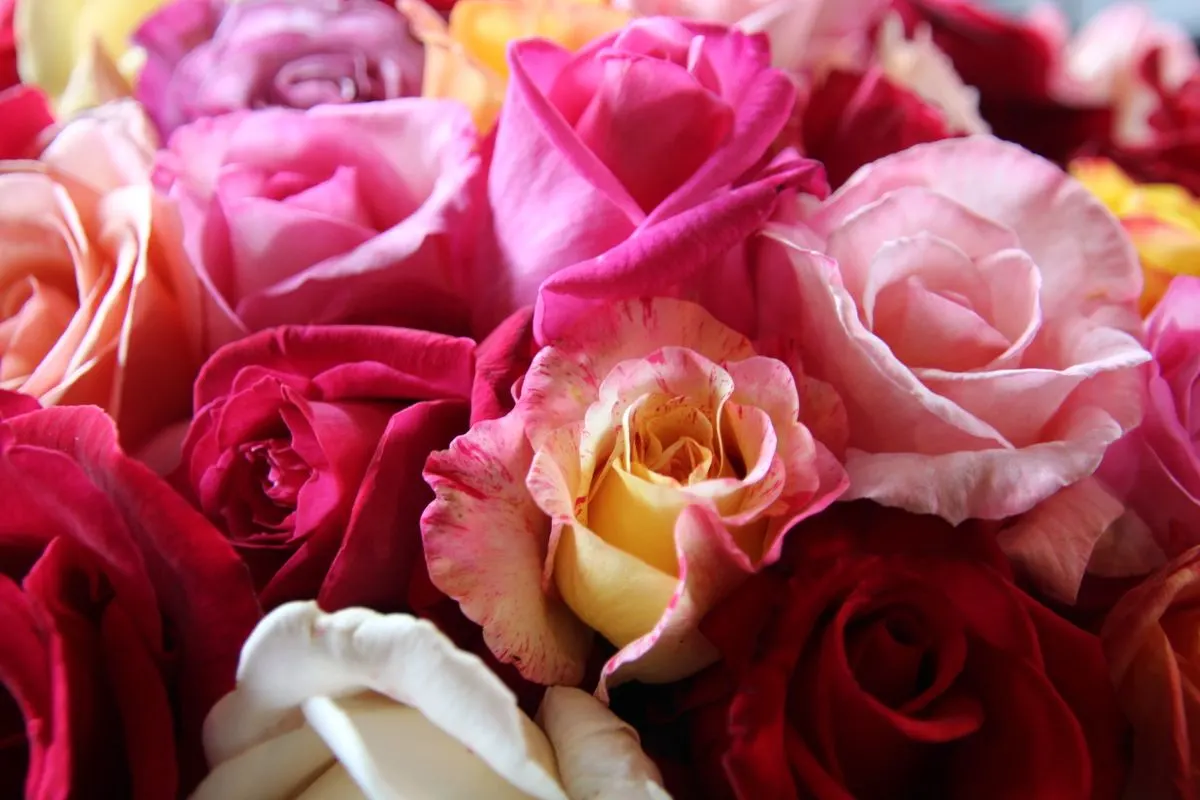 spring flowers nature blooming - Photo by Lynn Elder on Pexels