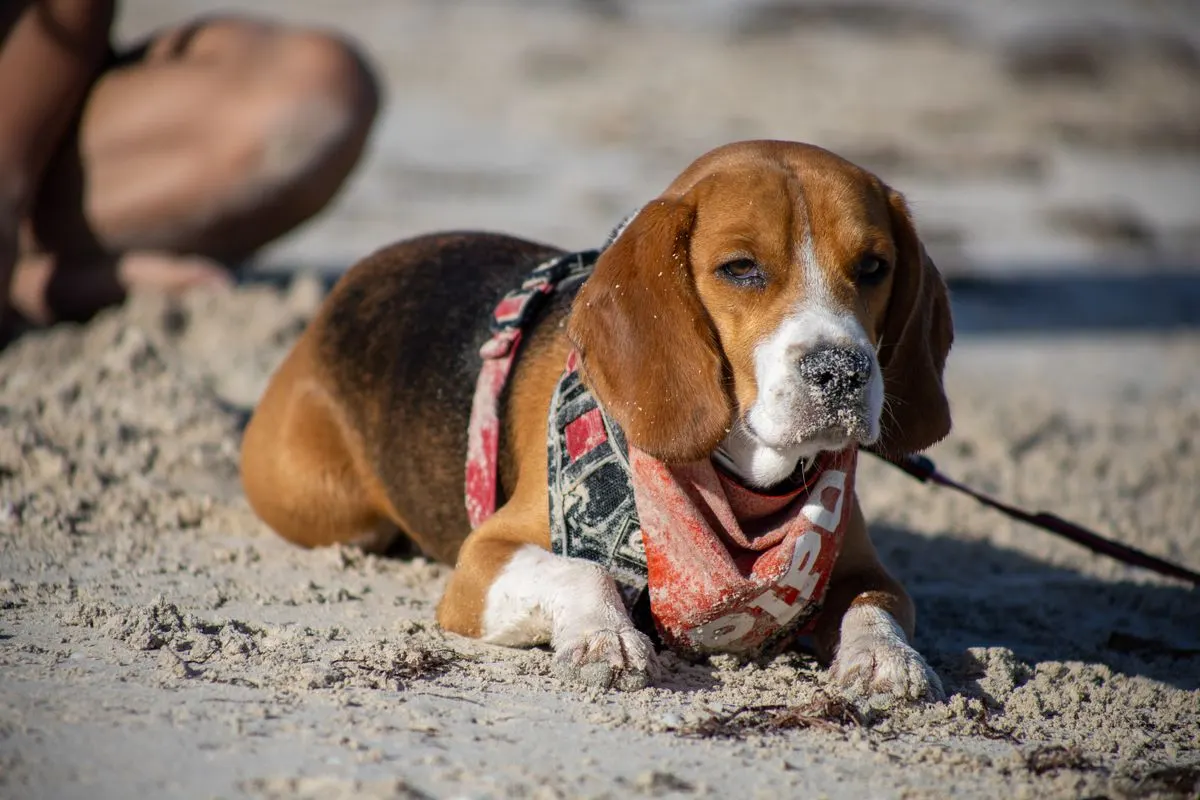 A beagle dog with a sandy nose relaxing on a sunny beach in Progreso, Yucatán, México. - Photo…
