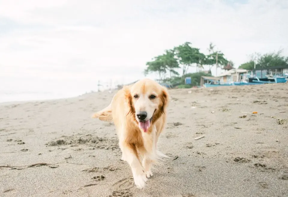 Golden Retriever dog enjoying a walk on a sandy beach under a bright sky. - Photo by Agung…