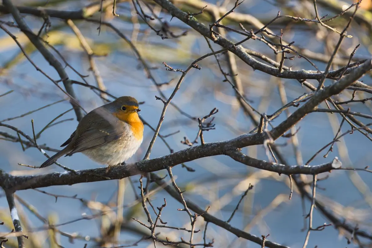 A European Robin resting on a bare branch with a clear sky background, captured in winter. -…