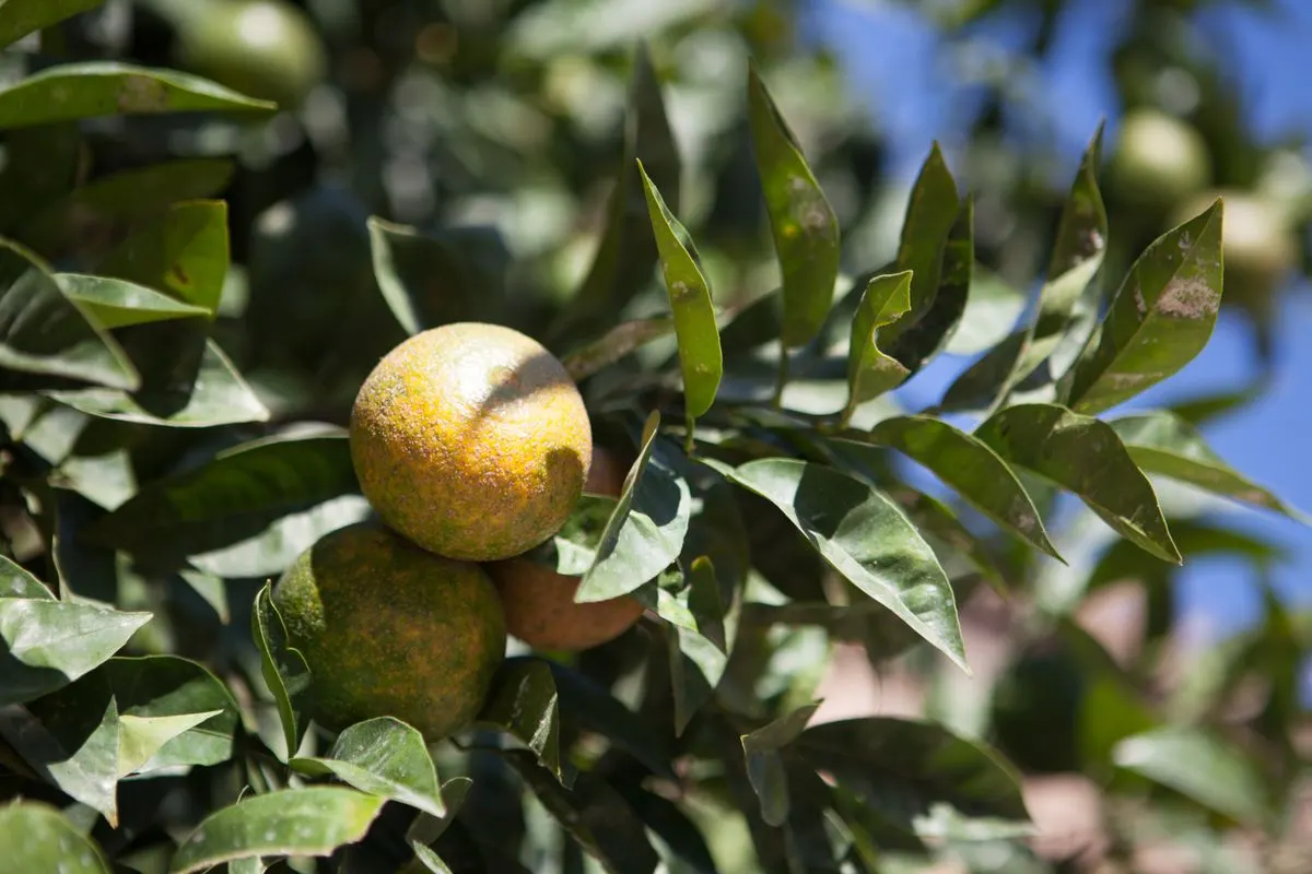 Close-up of ripe citrus fruits on tree branches against a clear blue sky, showcasing lush green…