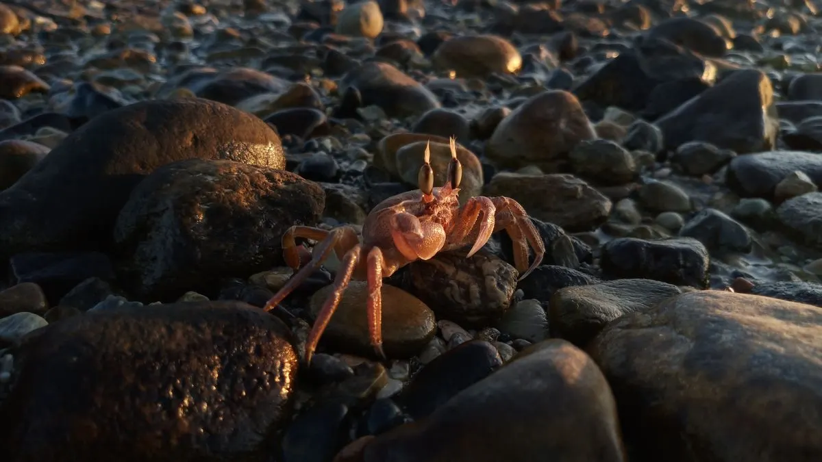 A crab on a rocky seashore during sunset in Cyprus, showcasing marine life and natural beauty. -…