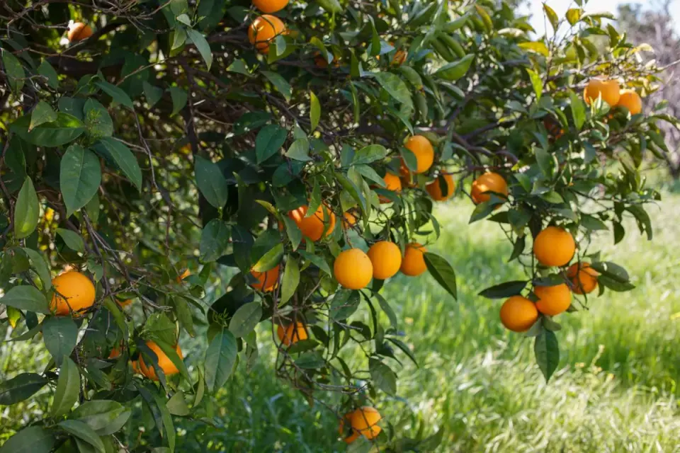 Bright oranges hanging from a tree in a sunny orchard in Limassol, Cyprus. - Photo by Milada…