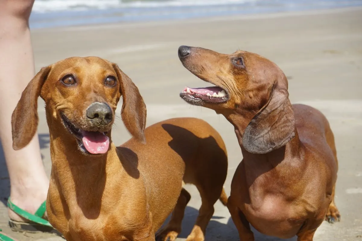 Two dachshunds smile and play on a sunny beach, capturing a joyful pet moment. - Photo by…